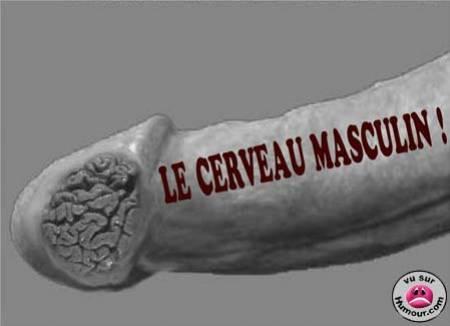 le cervo masculin